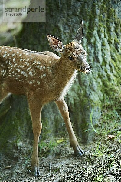 Rothirsch (Cervus elaphus)  Jungtier (Kalb) in einem Wald  Bayern  Deutschland  Europa