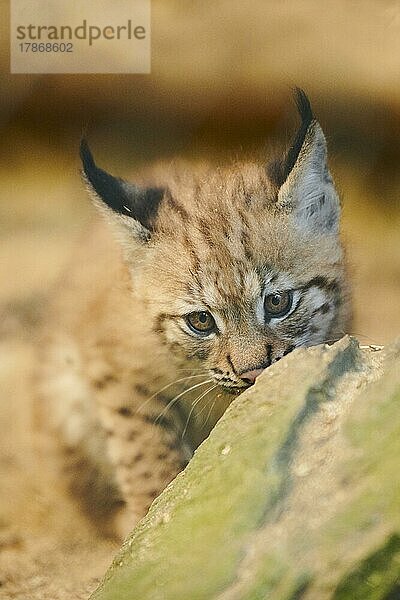 Europäischer Luchs (Lynx lynx) Jungtiere im Wasser  Bayern  Deutschland  Europa