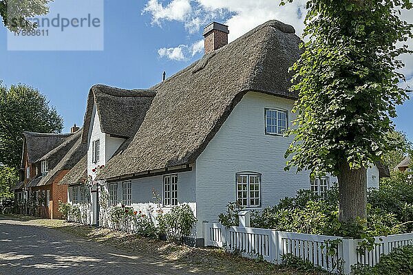 Reetdachhäuser  Nieblum  Insel Föhr  Nordfriesland  Schleswig-Holstein  Deutschland  Europa