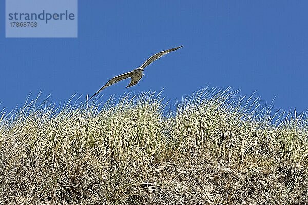 Fliegende junge Möwe  Dünen  Insel Amrum  Nordfriesland  Schleswig-Holstein  Deutschland  Europa