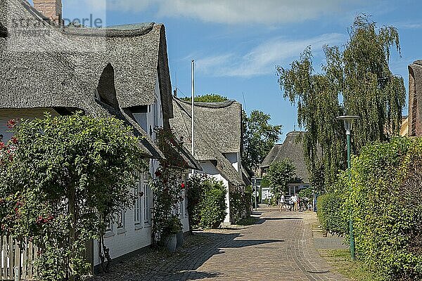 Reetdachhäuser  Nieblum  Insel Föhr  Nordfriesland  Schleswig-Holstein  Deutschland  Europa