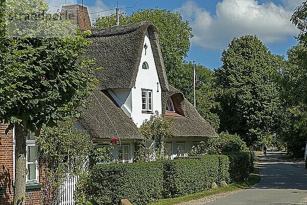 Reetdachhaus  Nieblum  Insel Föhr  Nordfriesland  Schleswig-Holstein  Deutschland  Europa