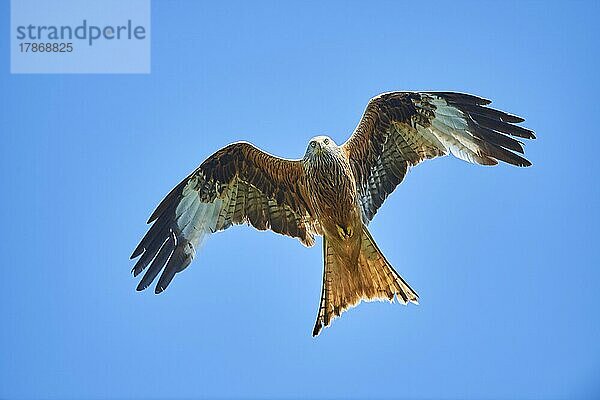 Rotmilan (Milvus milvus) fliegt am Himmel  Bayern  Deutschland  Europa