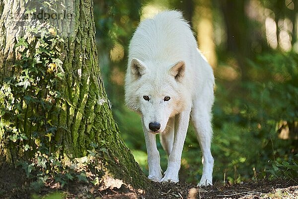 Polarwolf (Canis lupus arctos) in einem Wald  captive  Hessen  Bayern  Deutschland  Europa