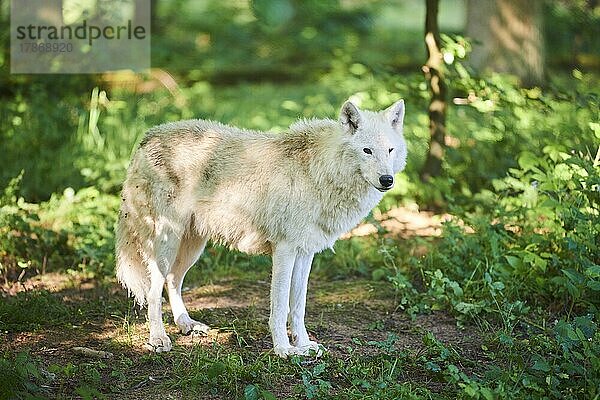 Polarwolf (Canis lupus arctos) in einem Wald  captive  Hessen  Bayern  Deutschland  Europa
