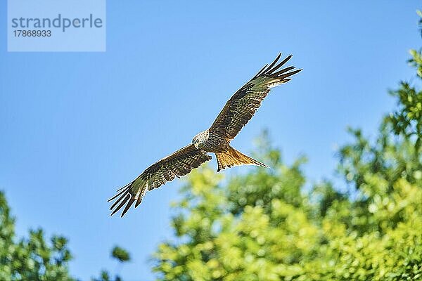 Rotmilan (Milvus milvus) fliegt am Himmel  Bayern  Deutschland  Europa