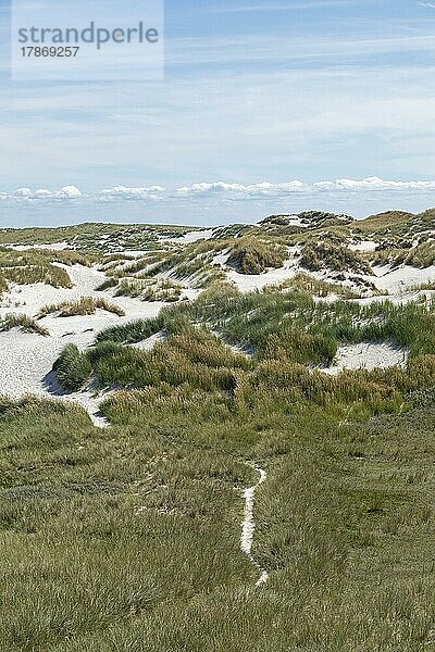 Dünen  Insel Amrum  Nordfriesland  Schleswig-Holstein  Deutschland  Europa