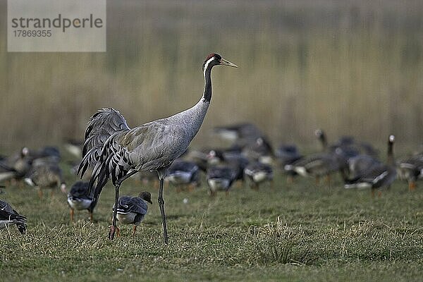 Kranich (Grus grus) und Blässgänse (Anser albifrons)  Günzer Seewiesen  Frühjahrszug  Necklenburg-Vorpommern  Deutschland  Europa