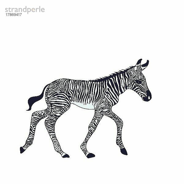 Nettes kleines Zebrajunges Vektorzeichen auf weißem Hintergrund