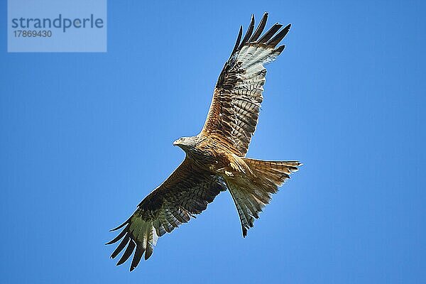 Rotmilan (Milvus milvus) fliegt am Himmel  Bayern  Deutschland  Europa