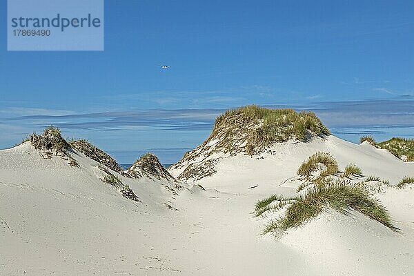 Dünen  Insel Amrum  Nordfriesland  Schleswig-Holstein  Deutschland  Europa