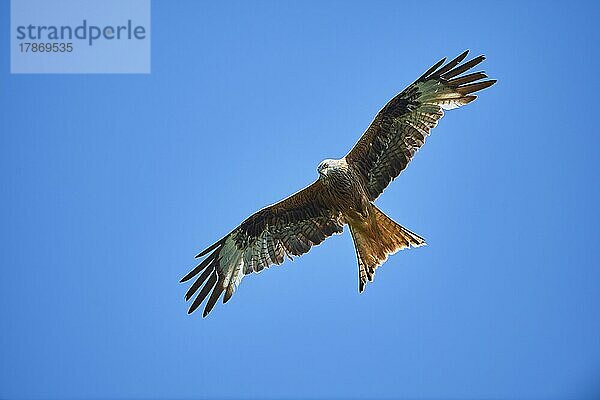 Rotmilan (Milvus milvus) fliegt am Himmel  Bayern  Deutschland  Europa