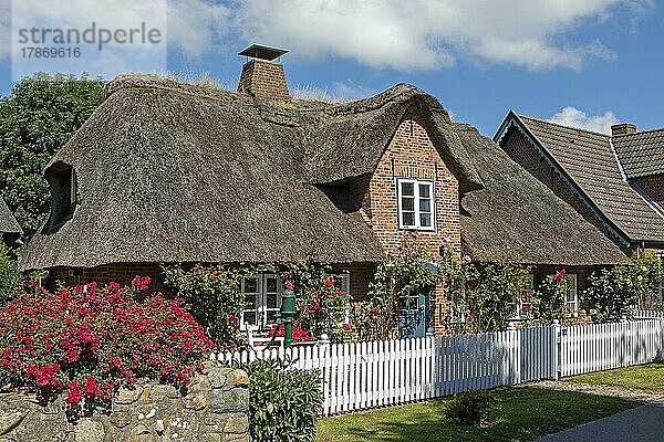 Reetdachhaus  Nieblum  Insel Föhr  Nordfriesland  Schleswig-Holstein  Deutschland  Europa