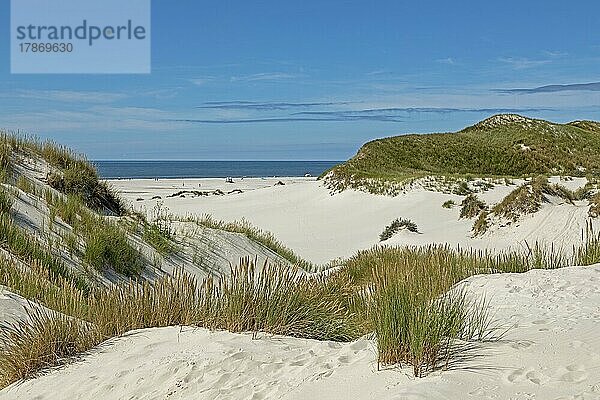 Dünen  Insel Amrum  Nordfriesland  Schleswig-Holstein  Deutschland  Europa