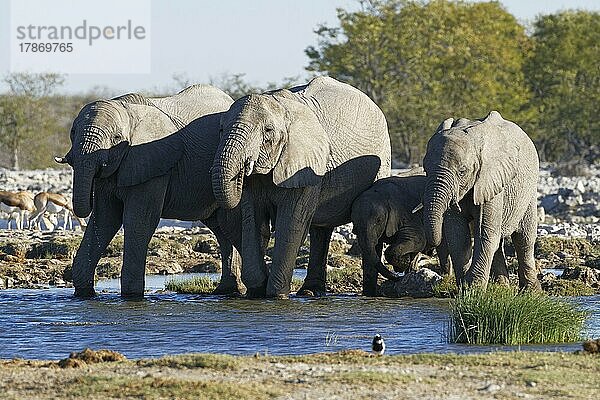 Afrikanische Elefanten (Loxodonta africana)  Herde mit Elefantenbaby beim Trinken an einem Wasserloch  Etosha-Nationalpark  Namibia  Afrika