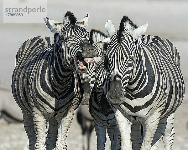 Burchell-Zebras (Equus quagga burchellii)  zwei erwachsene Tiere mit Zebrakalb  ein erwachsenes Tier gähnend  Etosha-Nationalpark  Namibia  Afrika