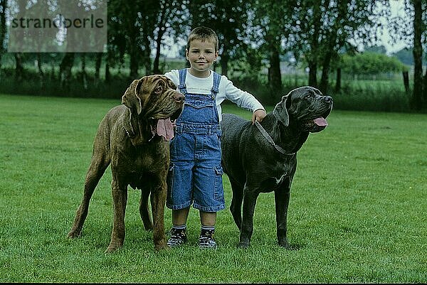 Kleiner Junge mit zwei Mastino Napoletano