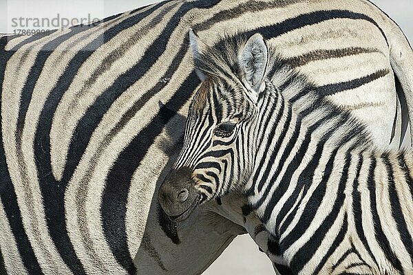 Burchell-Zebras (Equus quagga burchellii)  erwachsenes Zebra und Zebrafohlen  Tierporträt  Profilkopf  Etosha-Nationalpark  Namibia  Afrika