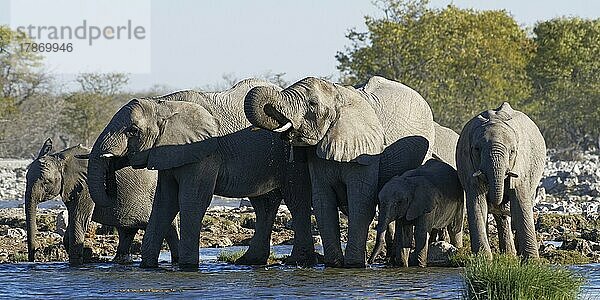 Afrikanische Elefanten (Loxodonta africana)  Herde mit Elefantenbaby beim Trinken an einem Wasserloch  Etosha-Nationalpark  Namibia  A  Afrika