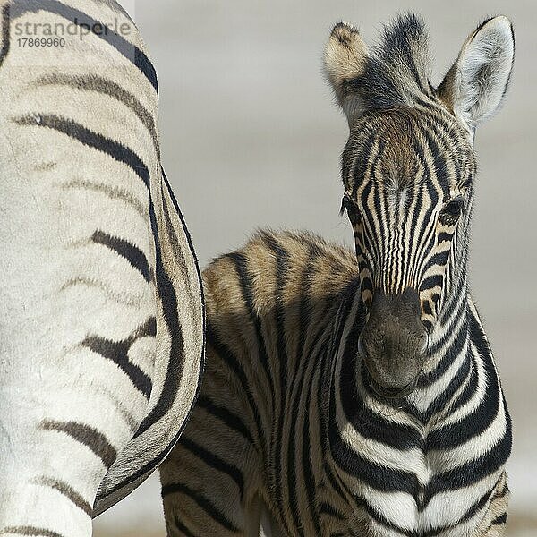 Burchell-Zebras (Equus quagga burchellii)  erwachsen und Zebrafohlen  Tierporträt  Etosha-Nationalpark  Namibia  Afrika