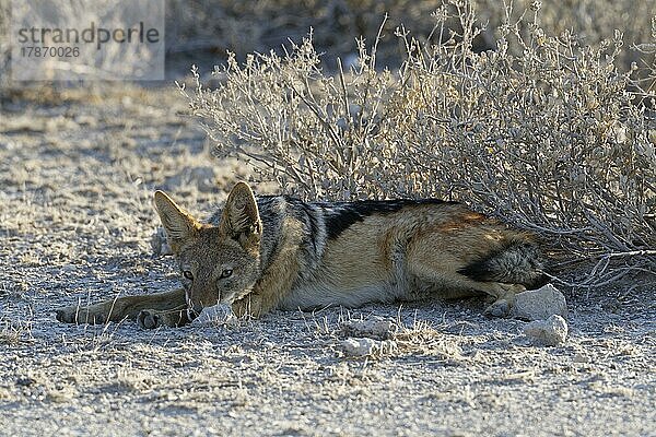 Schabrackenschakal (Canis mesomelas)  ruhendes Männchen  im Schatten der untergehenden Sonne liegend  Etosha-Nationalpark  Namibia  Afrika