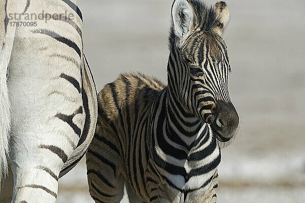 Burchell-Zebras (Equus quagga burchellii)  erwachsen und Zebrafohlen  Tierporträt  Etosha-Nationalpark  Namibia  Afrika