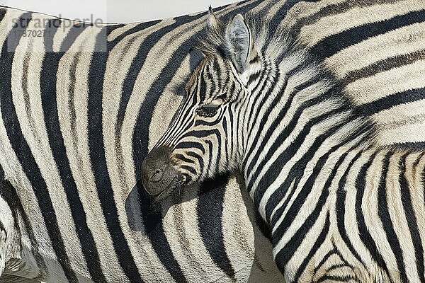 Burchell-Zebras (Equus quagga burchellii)  erwachsenes Zebra und Zebrafohlen  Tierporträt  Profilkopf  Etosha-Nationalpark  Namibia  Afrika