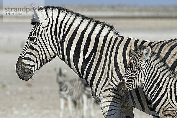 Burchell-Zebras (Equus quagga burchellii)  erwachsen und Zebrafohlen  Tierporträt  Profil  Etosha-Nationalpark  Namibia  Afrika