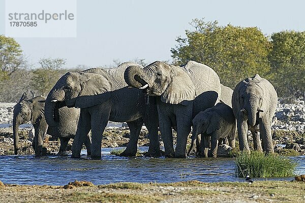 Afrikanische Elefanten (Loxodonta africana)  Herde mit Elefantenbaby beim Trinken an einem Wasserloch  Etosha-Nationalpark  Namibia  Af  Afrika