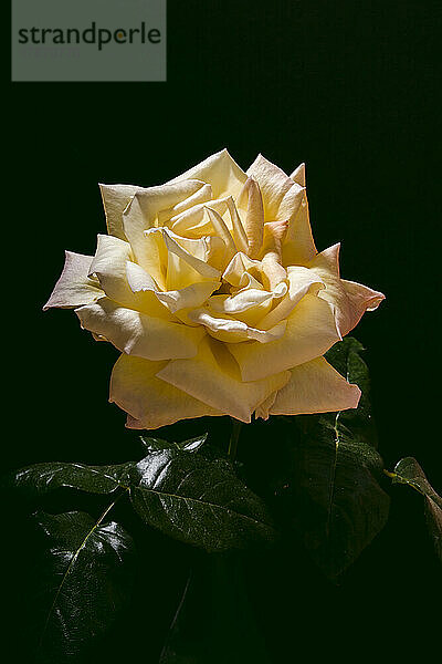 Yellow rose against black background