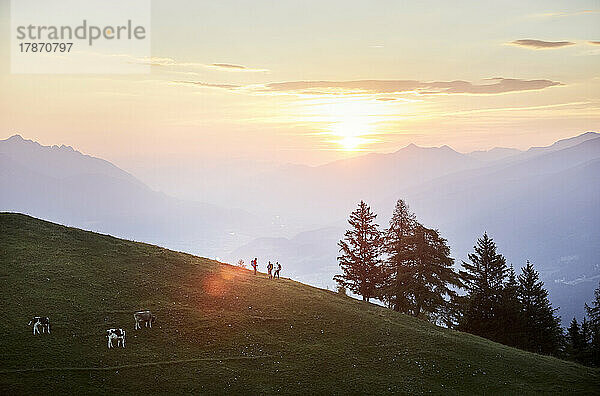 Wanderer und Vieh auf dem Berg bei Sonnenaufgang  Mutters  Tirol  Österreich