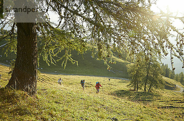 Wanderer wandern an einem sonnigen Tag im Gras  Mutters  Tirol  Österreich