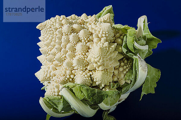 Weißer Romanesco-Brokkoli vor blauem Hintergrund
