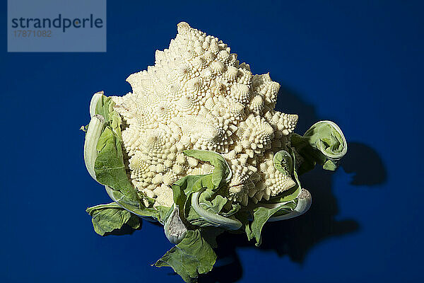 Frischer weißer Romanesco-Brokkoli vor blauem Hintergrund