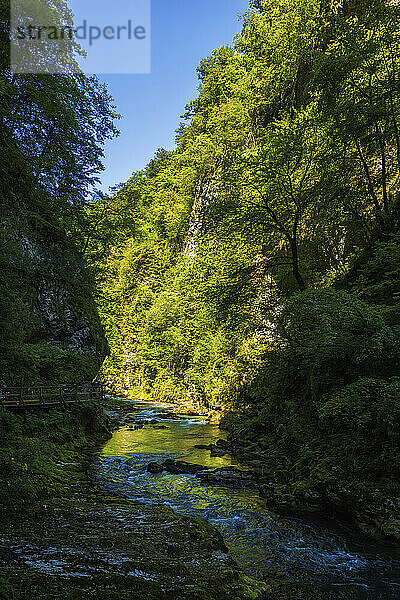 Slowenien  Fluss Radovna  der durch die Vintgar-Schlucht im Triglav-Nationalpark fließt