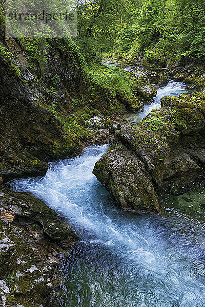 Slowenien  Fluss Radovna  der durch die Vintgar-Schlucht im Triglav-Nationalpark fließt