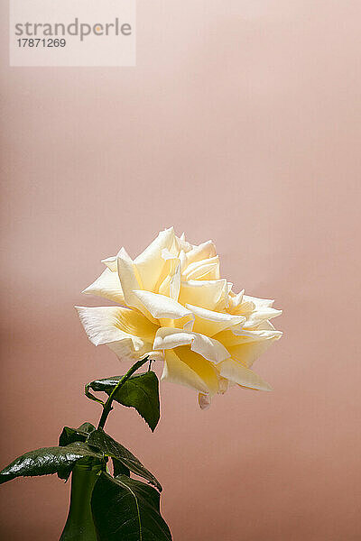 Yellow rose against peach background