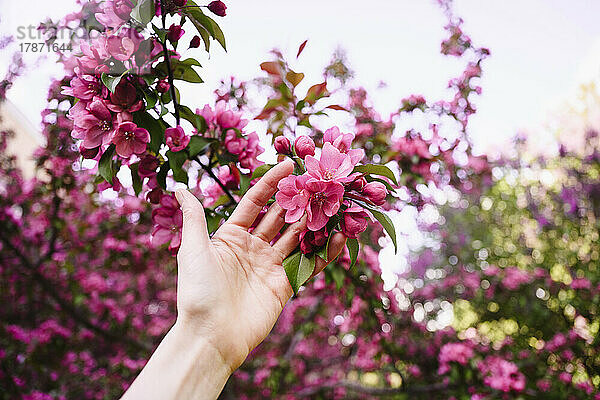 Hand einer Frau  die Apfelblüten berührt