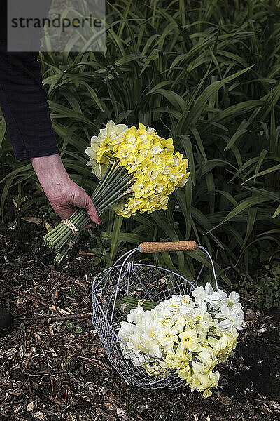 Arm of woman harvesting blooming daffodils into basket