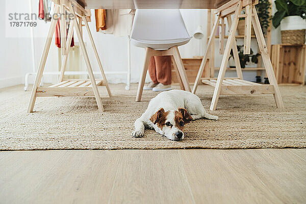 Hund ruht auf Teppich im Heimbüro
