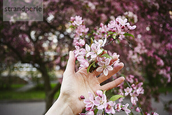 Hand auf Frau  die Apfelblüten berührt