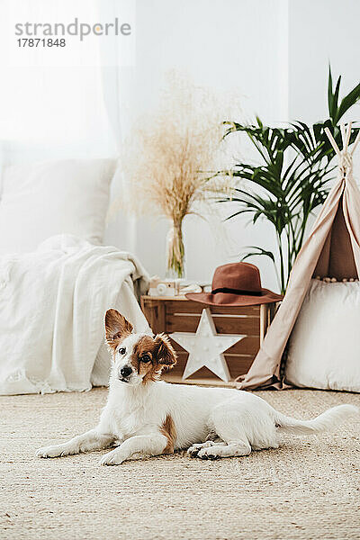 Hund sitzt zu Hause auf dem Teppich