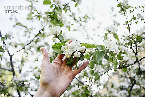 Hand auf Frau  die weiße Apfelblüten berührt