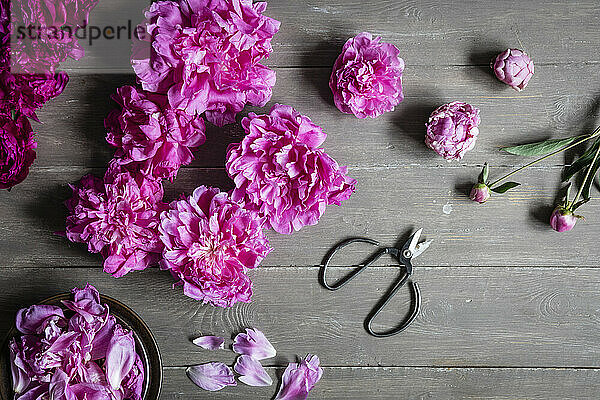 Studio shot of heads of pink blooming peony flowers lying against wooden background