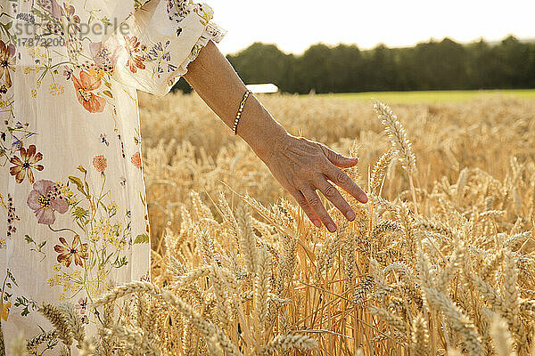 Hand einer Frau berührt Weizenernte auf dem Feld