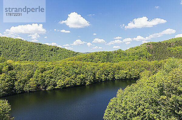 Malerische Aussicht auf den See inmitten grüner Pflanzen  Nationalpark Eifel  Deutschland