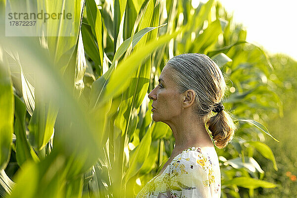 Ältere Frau mit Blick auf Maisfeld