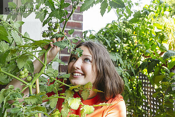 Lächelndes Teenager-Mädchen untersucht Tomatenpflanze auf dem Balkon