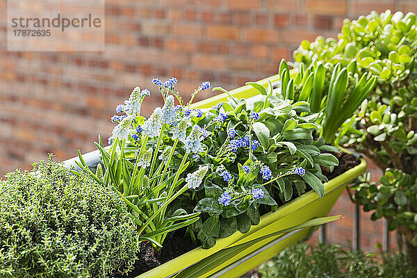 Kräuter und Frühlingsblumen im Balkongarten kultiviert