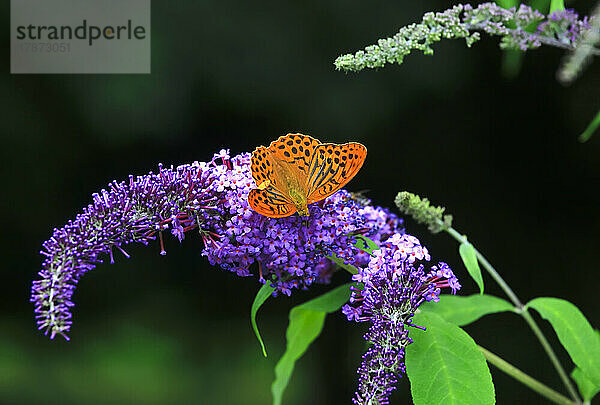 Silbergewaschener Scheckenfalter (Argynnis paphia)  der auf einer violett blühenden Blume hockt